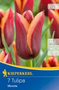 Kiepenkerl Tulipa Muvota Triumph tulipn virghagymk (szllts 2024.09.01-09.15 kztt)