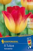 Kiepenkerl Tulipa Suncatcher tulipn virghagymk (szllts 2024.09.01-09.15 kztt)