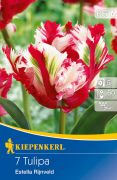 Kiepenkerl Tulipa Estella Rijnveld papagj tulipn virghagymk (szllts 2024.09.01-09.15 kztt)