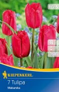 Kiepenkerl Tulipa Makarska Darwin-hibrid tulipn virghagymk (szllts 2024.09.01-09.15 kztt)