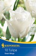 Kiepenkerl Tulipa Swan Wings Darwin-hibrid tulipn virghagymk