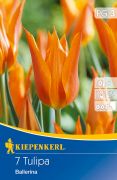 Kiepenkerl Tulipa Ballerina liliomvirg tulipn virghagymk (szllts 2024.09.01-09.15 kztt)