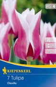 Kiepenkerl Tulipa Claudia liliomvirg tulipn virghagymk (szllts 2024.09.01-09.15 kztt)