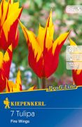 Kiepenkerl Tulipa Fire Wings tulipn virghagymk (szllts 2024.09.01-09.15 kztt)