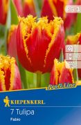 Kiepenkerl Tulipa Fabio tulipn virghagymk