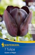 Kiepenkerl Tulipa Queen of Night tulipn virghagymk (szllts 2024.09.01-09.15 kztt)