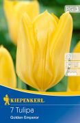 Kiepenkerl Tulipa Gelber Kaiser (Golden Emperor) Fosteriana tulipn virghagymk (szllts 2024.09.01-09.15 kztt)