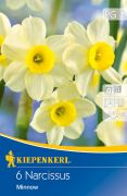 Kiepenkerl Narcissus tazetta Minnow botanikai nrcisz virghagymk (szllts 2024.09.01-09.15 kztt)