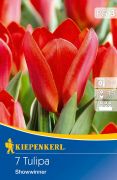 Kiepenkerl Tulipa Showwinner Kaufmann tulipn virghagymk (szllts 2024.09.01-09.15 kztt)