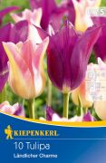 Kiepenkerl Tulipa Landlicher Charme tulipn virghagymk (szllts 2024.09.01-09.15 kztt)