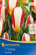 Kiepenkerl Tulipa The First Kaufmann tulipn virghagymk (szllts 2024.09.01-09.15 kztt)