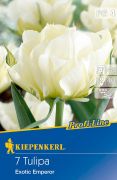Kiepenkerl Tulipa Exotic Emperor Fosteriana tulipn virghagymk (szllts 2024.09.01-09.15 kztt)
