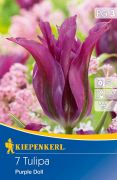 Kiepenkerl Tulipa Purple Doll Viridiflora tulipn virghagymk (szllts 2024.09.01-09.15 kztt)