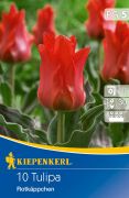 Kiepenkerl Tulipa Rotkappchen Greigii tulipn virghagymk (szllts 2024.09.01-09.15 kztt)