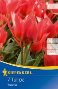 Kiepenkerl Tulipa Toronto Greigii tulipn virghagymk (szllts 2024.09.01-09.15 kztt)