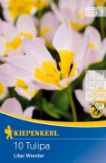Kiepenkerl Tulipa bakeri Lilac Wonder botanikai tulipn virghagymk (szllts 2024.09.01-09.15 kztt)