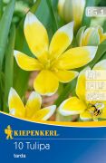 Kiepenkerl Tulipa tarda botanikai tulipn virghagymk (szllts 2024.09.01-09.15 kztt)