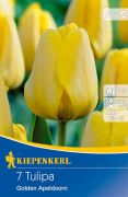 Kiepenkerl Tulipa Golden Apeldoorn Darwin-hibrid tulipn virghagymk (szllts 2024.09.01-09.15 kztt)