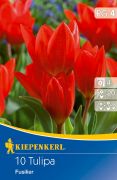 Kiepenkerl Tulipa praestans fusilier botanikai tulipn virghagymk (szllts 2024.09.01-09.15 kztt)