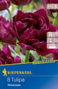 Kiepenkerl Tulipa Showcase tulipn virghagymk (szllts 2024.09.01-09.15 kztt)