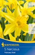 Kiepenkerl Narcissus cyclamineus February Gold botanikai nrcisz virghagymk (szllts 2024.09.01-09.15 kztt)