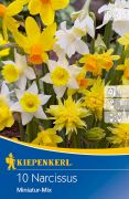 Kiepenkerl Narcissus Miniatur-Mix vegyes botanikai nrcisz virghagymk (szllts 2024.09.01-09.15 kztt)