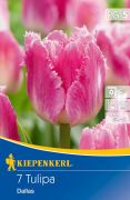 Kiepenkerl Tulipa Dallas Darwin-hibrid tulipn virghagymk (szllts 2024.09.01-09.15 kztt)