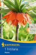 Kiepenkerl Fritillaria Imperialis Rubra csszrkorona virghagyma (szllts 2024.09.01-09.15 kztt)