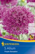 Kiepenkerl Allium aflatulense Purple Sensation dszhagyma virghagymk (szllts 2024.09.01-09.15 kztt)