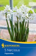 Kiepenkerl Narcissus tazetta Paperwhite nrcisz virghagymk (szllts 2024.09.01-09.15 kztt)