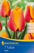 Kiepenkerl Tulipa Cash Darwin-hibrid tulipn virghagymk (szllts 2024.09.01-09.15 kztt)