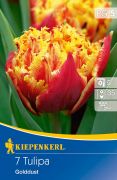 Kiepenkerl Tulipa Golddust Darwin-hibrid tulipn virghagymk (szllts 2024.09.01-09.15 kztt)
