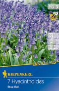 Kiepenkerl Hyacinthoides Blue Bell kkcseng virghagymk (szllts 2024.09.01-09.15 kztt)