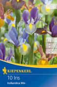 Kiepenkerl Iris hollandica Mix vegyes risz virghagymk (szllts 2024.09.01-09.15 kztt)