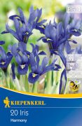 Kiepenkerl Iris reticulata risz virghagymk