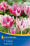Kiepenkerl Tulipa Purple Circus tulipn virghagymk (szllts 2024.09.01-09.15 kztt)