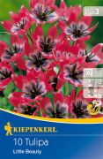 Kiepenkerl Tulipa Little Beauty tulipn virghagymk (szllts 2024.09.01-09.15 kztt)