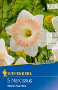Kiepenkerl Narcissus British Gamble nrcisz virghagymk (szllts 2024.09.01-09.15 kztt)