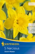 Kiepenkerl Narcissus Dutch Master trombitavirg nrcisz virghagymk (szllts 2024.09.01-09.15 kztt)