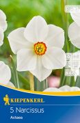 Kiepenkerl Narcissus poeticus Actaea nrcisz virghagymk (szllts 2024.09.01-09.15 kztt)