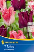 Kiepenkerl Tulipa Mix Lilac Dreams vegyes korona tulipn virghagymk (szllts 2024.09.01-09.15 kztt)