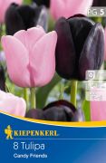 Kiepenkerl Tulipa Candy Friends tulipn virghagymk (szllts 2024.09.01-09.15 kztt)