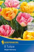 Kiepenkerl Tulipa Bright Harmony korai teltvirg tulipn virghagymk (szllts 2024.09.01-09.15 kztt)