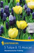 Kiepenkerl Tulipa & Muscari Skandinavischer Frhling tulipn s gyngyike virghagymk (szllts 2024.09.01-09.15 kztt)
