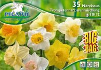 Pegasus Narcissus Trompeten-Narzissenmischung vegyes nrcisz virghagymk BIG BAG