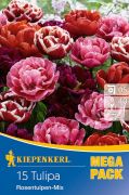 Kiepenkerl Tulipa Rosentulpen-Mix vegyes tulipn virghagymk MEGA PACK (szllts 2024.09.01-09.15 kztt)