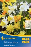 Kiepenkerl Narcissus Steingarten-Mix vegyes nrcisz virghagymk MEGA PACK (szllts 2024.09.01-09.15 kztt)