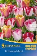 Kiepenkerl Colour Symphony Tulipa Fantasy Island virghagyma sszellts (szllts 2024.09.01-09.15 kztt)