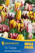 Kiepenkerl Tulipa Rembrandt Mischung vegyes tulipn virghagymk MEGA PACK (szllts 2024.09.01-09.15 kztt)