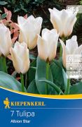 Kiepenkerl Tulipa Albion Star Greigii tulipn virghagymk (szllts 2024.09.01-09.15 kztt)